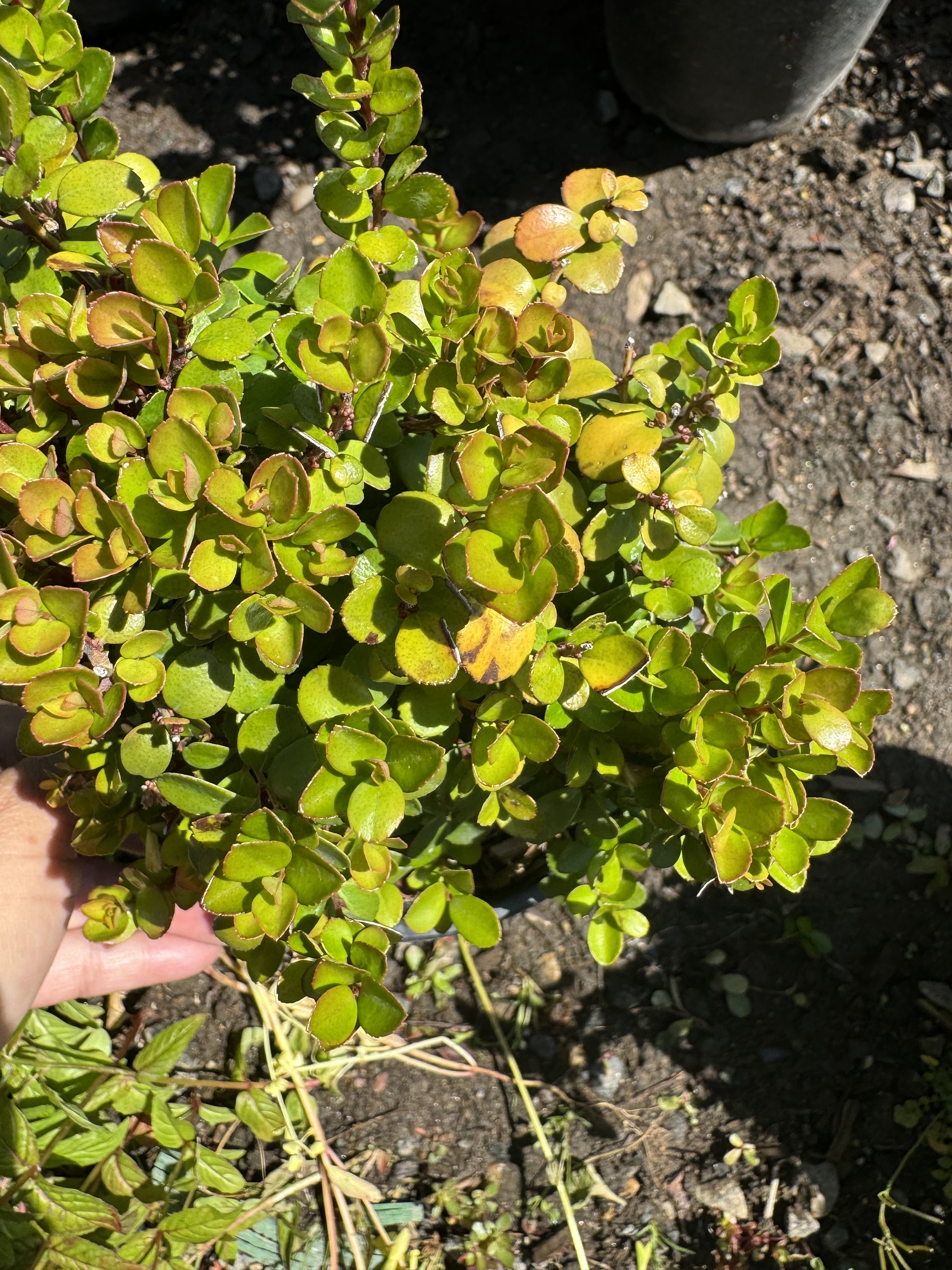 African Boxwood, Myrsine Africana ( 1 Gallon Pot) - Etsy