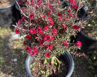 Leptospermum scoparium Tea tree - Now currently blooming! 3 colors to choose from
