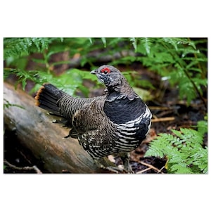 SPRUCE GROUSE Aluminum Print - Alaska, Forest Floor, Birding, Ferns