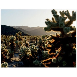 CHOLLA CACTUS GARDEN (Paquete de 10 postales) - Parque Nacional Joshua Tree, Fotografía de la naturaleza, Tarjetas en blanco