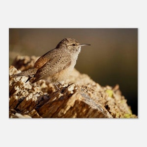 ROCK WREN Canvas Print - Wall Art, Bird Photography, Desert