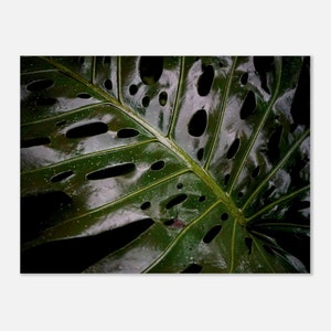 MONSTERA — Museum-Quality Matte Paper Poster 30&quot; x 40&quot;