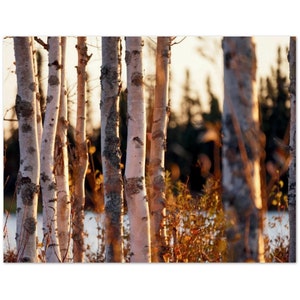ALASKAN ASPENS (Pack of 10 Postcards) - Alaska, Trees, Nature Photography, Blank Cards