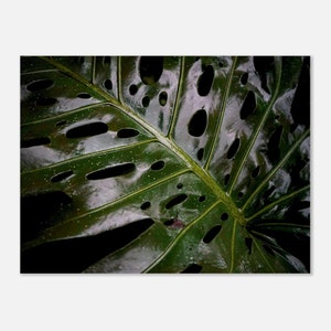 MONSTERA — Premium Matte Paper Poster 30&quot; x 40&quot;