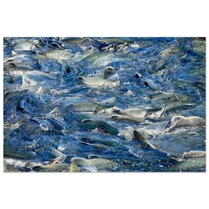 SALMON RUN Aluminiumdruck - Coho, Pink, Alaska, Natur, Ozean