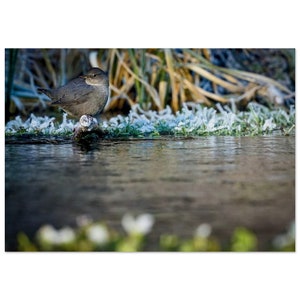 AMERICAN DIPPER Alu-Druck - Birding, Photography, Wildlife, Grand Teton National Park, Wyoming