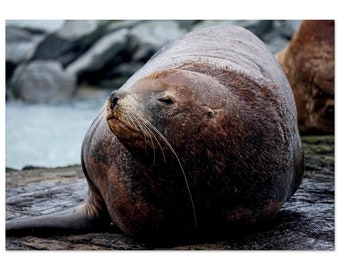 STELLAR'S SEA LION Aluminum Print - Wildlife, Fjords, Prince William Sound, Alaska, Ocean