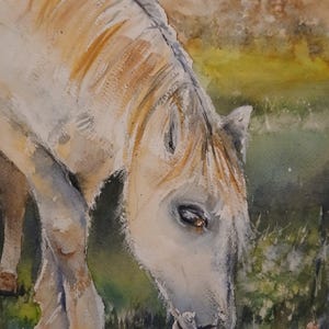 Cavallo bianco al pascolo. Acquerello originale dipinto a mano (non è una stampa)