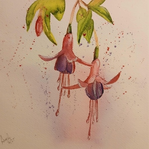 Fiori di Fuchsia. Acquerello dipinto a mano (non è una stampa) su carta cotone al cento per cento, 300 gr.