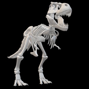 May include: A white, articulated dinosaur skeleton model. The model is posed in a standing position with its mouth open, showing its teeth. The skeleton is detailed and realistic.