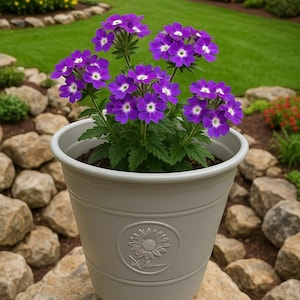 May include: A gray flower pot with a raised sunflower design, filled with vibrant purple verbena flowers with white centers. The pot sits on a rock, with a green lawn and garden in the background.