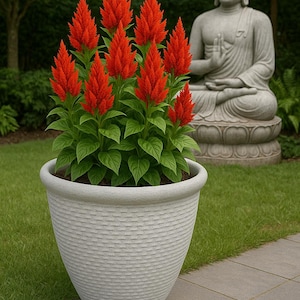 Puede incluir: Una planta en maceta con flores rojas vibrantes y hojas verdes. La planta está en una maceta gris claro texturizada. Una estatua de Buda de piedra se encuentra en el fondo, en un jardín con hierba verde y árboles.