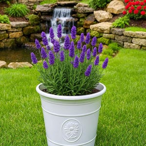 Sunflower height 41cm diameter 40cm coloured white flower pot
