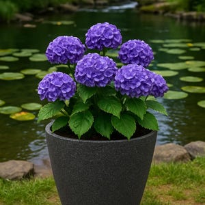 May include: A potted hydrangea plant with vibrant purple blooms and green leaves. The plant is in a dark grey textured pot, set against a backdrop of a pond and lush greenery. The flowers are in full bloom.