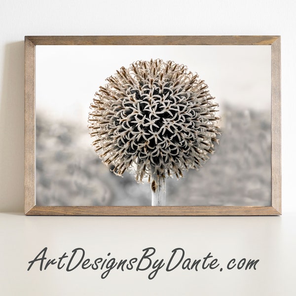 Flower Ball Photograph, Floral Photograph, Flower Photograph, Digital Art Print, Digital Download #580