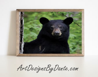 American Black Bear Photograph, Digital Wall Art Photograph, Nature Photography, Landscape Wall Art, Wildlife Photograph Farmhouse Decor#532