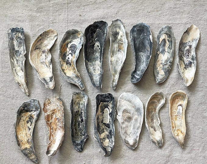Oyster Shells for Crafts, Natural Oyster Shell, Atlantic Ocean Oyster ...