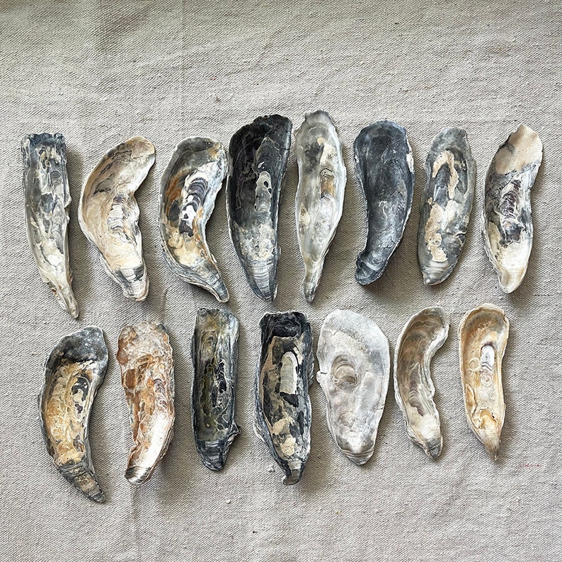 3"-4" Large Oyster Shells For Crafts -15PCS Real Natural