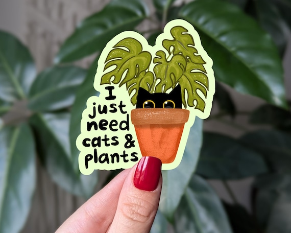 philodendron ruby Philodendron 'royal queen '  Climbing Aroid