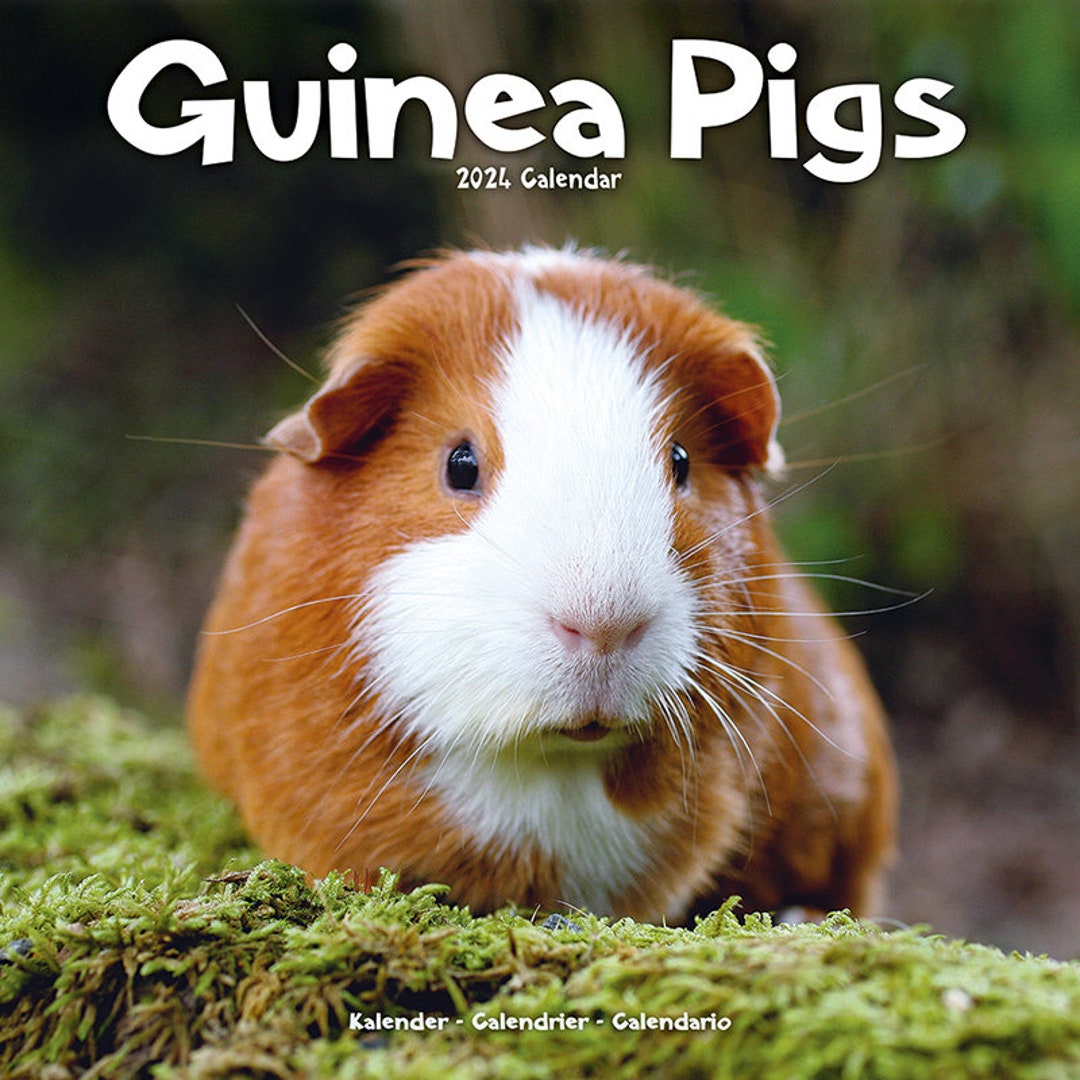 2024 Guinea Pig Calendar 2024 Calendar Generous Format Etsy
