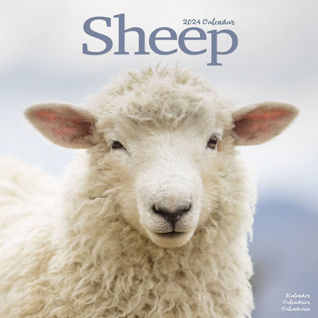 2024 Sheep Calendar With Multi Photos Calendar to Hang of Superb Farm