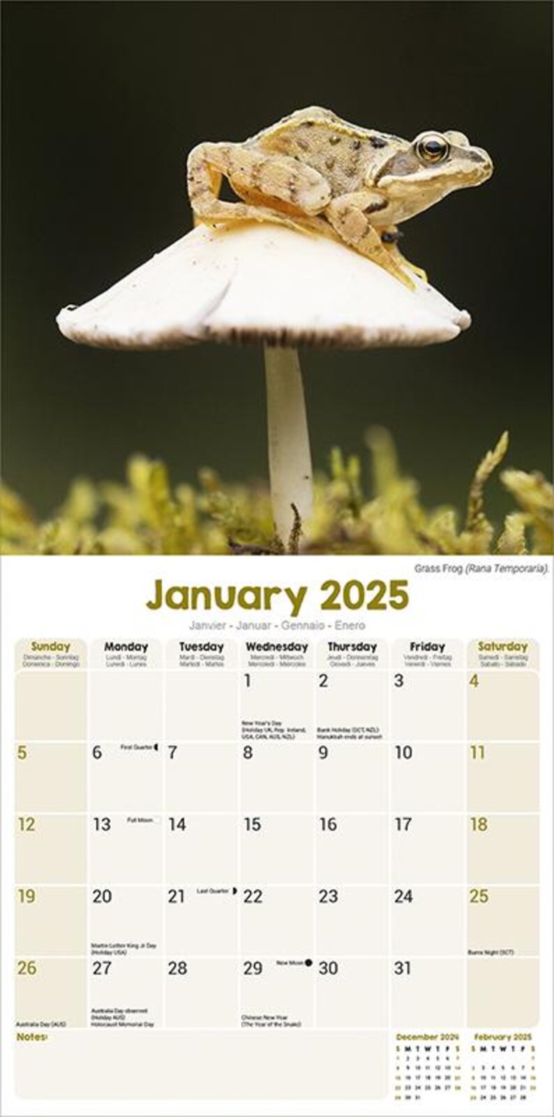 2025 Frog Calendar 2025 Calendar Generous Format Maxi Format Dog