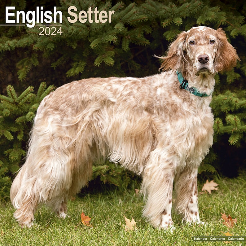 2024 Calendar English Setter Breed Dog 2024 Calendar Etsy