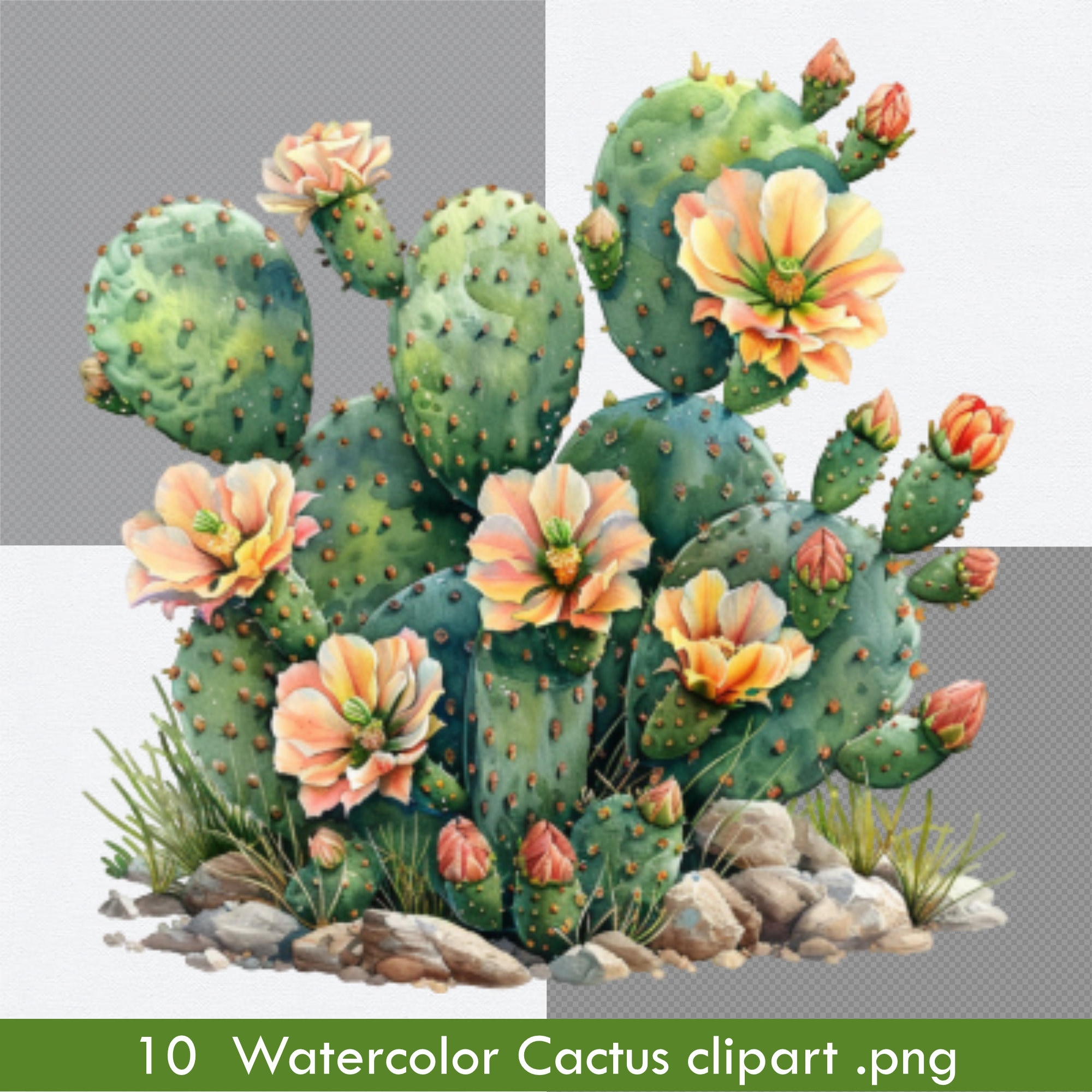 Watercolor Cactus Clipart, Cacti Graphics in PNG Format, Digital ...