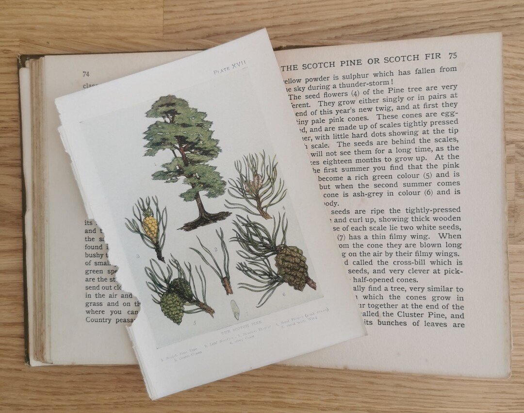 Antique Scotch Pine Tree Book Illustration Print Wall Art Etsy