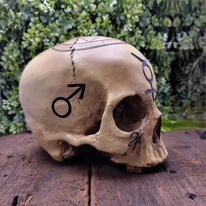 Op de afbeelding: Een gebroken witte schedel met zwarte symbolen en markeringen. De schedel heeft een scheur in het midden en staat op een houten oppervlak met een groene achtergrond. De symbolen omvatten het mannelijke symbool en andere astrologische tekens.