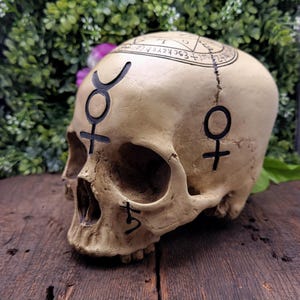 Op de afbeelding: Een beige schedel met zwarte symbolen en tekst. De schedel heeft een scheur in het midden en is versierd met occulte symbolen. De schedel staat op een houten oppervlak met groene bladeren op de achtergrond.