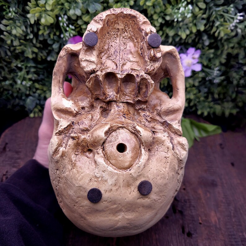 Op de afbeelding: Een bovenaanzicht van een beige schedelvormig decoratief object met donkerbruine details. De schedel heeft een grote oogkas en een gedetailleerde kaaklijn. Twee kleine, ronde, zwarte pads zijn aan de basis bevestigd. Het object wordt door een persoon vastgehouden.