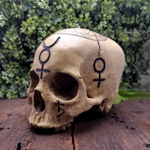 Op de afbeelding: Een beige schedel met zwarte symbolen en markeringen. De schedel heeft een scheur in het midden en is versierd met astrologische symbolen. De schedel staat op een houten oppervlak met een groene achtergrond.
