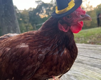 Witch Costume for Chickens & Ducks