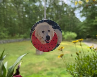 Quest Freshies- Funky Chicken Rescue **All proceeds go directly to Quest&#39;s treatment**