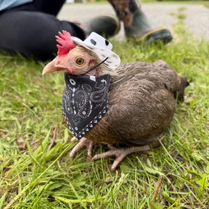 Cowboy Costume for Chickens & Ducks