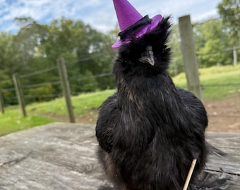 Witch Costume for Chickens & Ducks
