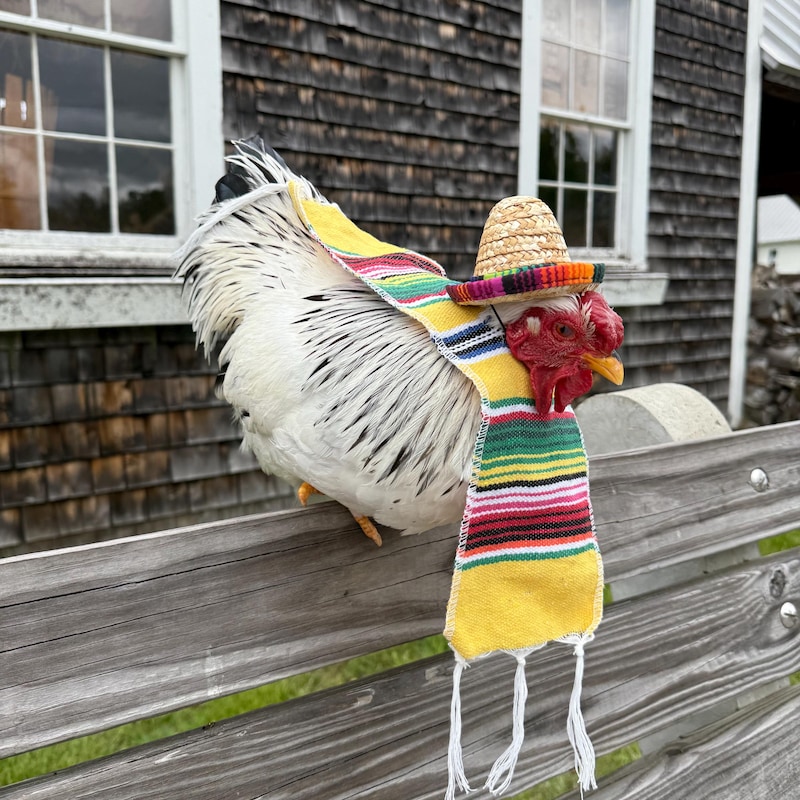 Chicken Girls Costume Etsy