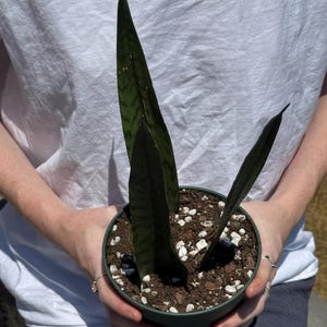 Sansevieria trifasciata ‘Zeylanica’ – Rooted in 6&quot; Pot