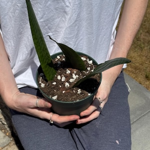 Sansevieria trifasciata “Green Form” – Rooted in 6” Pot