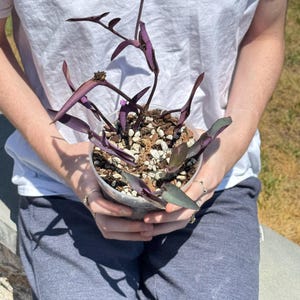 Levende purperhartplant – Tradescantia Pallida – geworteld in kwekerijpot – Levende plant – kamerplant met makkelijke stand – paars gebladerte