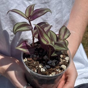 Wandering Dude &#39;Silver Plus&#39; Plant: Tradescantia Zebrina - Easy Trailing Houseplant