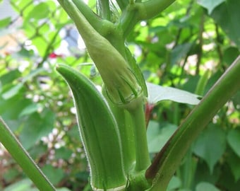 Live Okra Plants - 8-12" （6 pc plant）