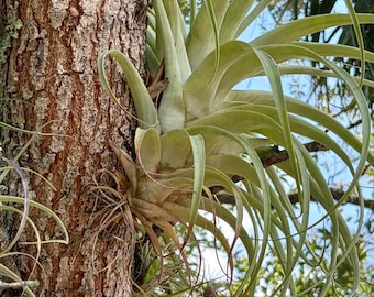 Tillandsia Chapeuensis V Turriformis - Etsy