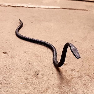 K&ouml;nnte beinhalten: Eine schwarze Schlangenskulptur aus Metall mit einem geschwungenen K&ouml;rper und einem erhobenen Kopf. Die Skulptur steht auf einer hellbraunen Oberfl&auml;che.