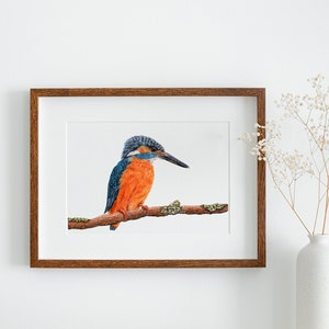 Kingfisher Watercolor Print, 5&quot;x7&quot; or 8&quot;x10&quot;