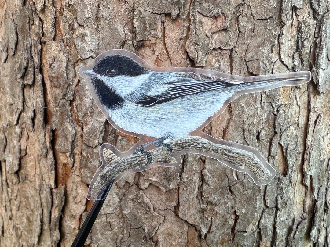 Chickadee Watercolor Sticker: Waterproof Vinyl Decal, Nature Art - Etsy