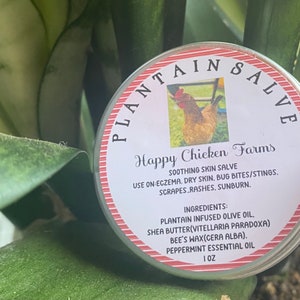 Broad Leaf Plantain Salve