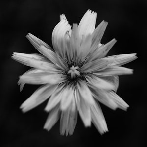 Black and White Wildflower Macro Photography Print (Digital Download)