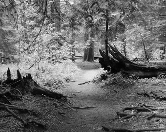 Black and White Forest Trail Photography Print (Digital Download)